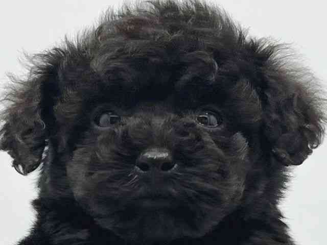 大阪府のトイプードル(トイ) (ひごペットフレンドリーイトーヨーカドー津久野店/2025年12月20日生まれ/男の子/ブラック)の子犬の1枚目の画像