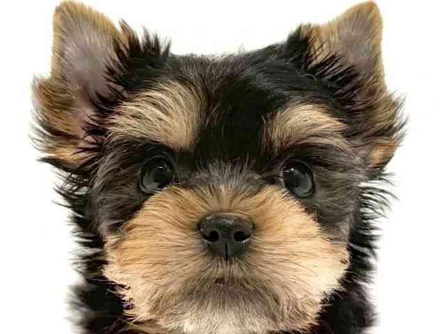 大阪府のヨークシャーテリア (ひごペットフレンドリーイオン高槻店/2025年12月19日生まれ/女の子/スチールブルータン)の子犬の1枚目の画像