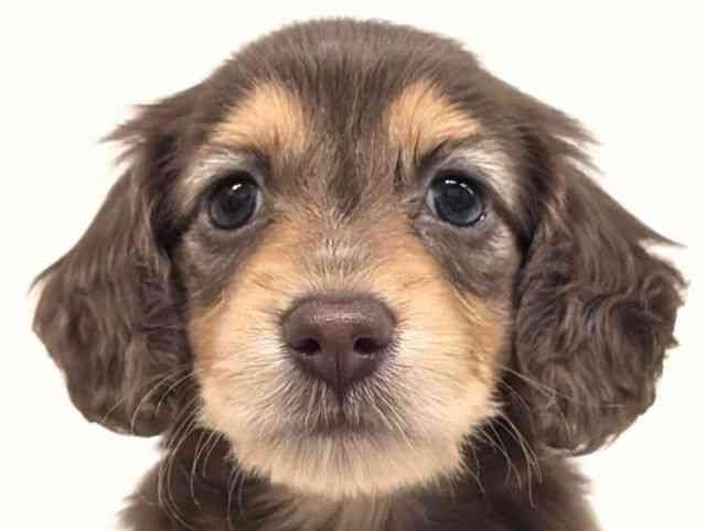 福岡県のミニチュアダックスフンド(ロング) (ひごペットフレンドリーリバーウォーク北九州店/2025年12月20日生まれ/男の子/チョコレートタン)の子犬の1枚目の画像