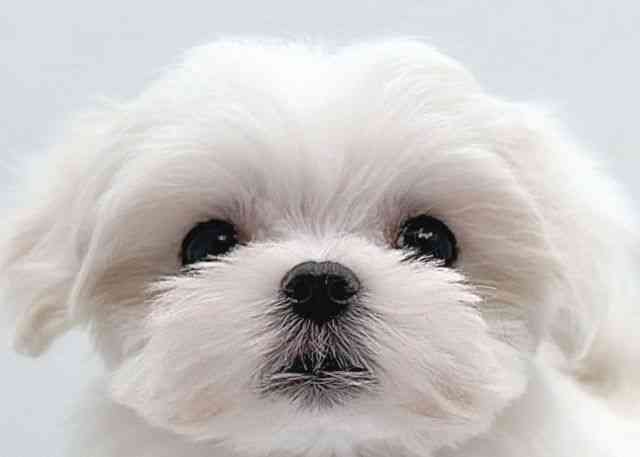 島根県のマルチーズ (ひごペットフレンドリーイオン松江ショッピングセンター店/2025年12月20日生まれ/女の子/ホワイト)の子犬の1枚目の画像