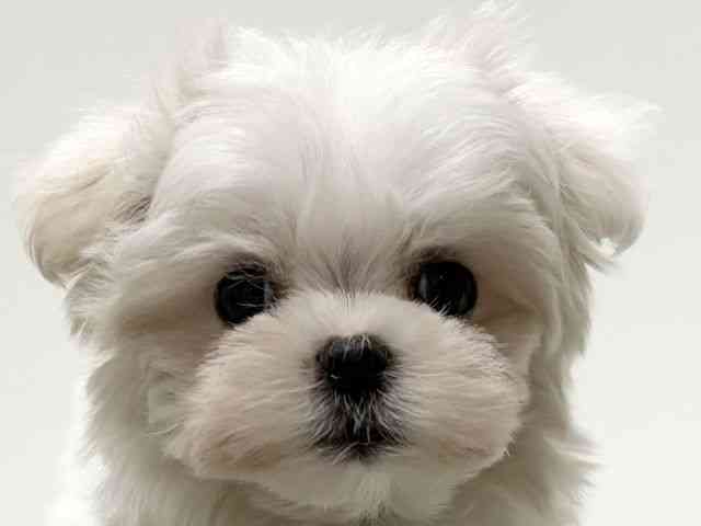 愛知県のマルチーズ (ひごペットフレンドリーららぽーと名古屋みなとアクルス店/2025年12月20日生まれ/男の子/ホワイト)の子犬の1枚目の画像