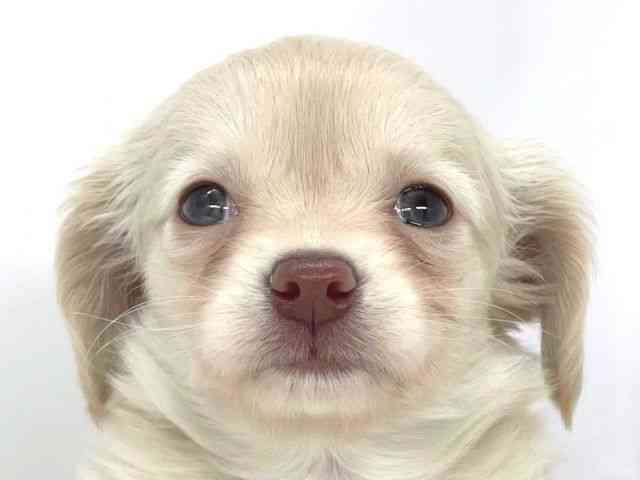 兵庫県のチワックス(チワワ×ダックス) (ひごペットフレンドリーイオンタウン加古川店/2025年12月21日生まれ/女の子/クリーム)の子犬の1枚目の画像