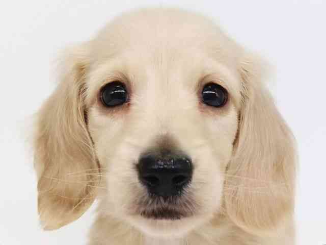 大阪府のミニチュアダックスフンド(ロング) (ひごペットフレンドリー泉ヶ丘店/2025年12月20日生まれ/男の子/イエロー)の子犬の1枚目の画像