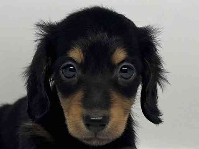 徳島県のミニチュアダックスフンド(ロング) (ひごペットフレンドリーゆめタウン徳島店/2025年12月21日生まれ/男の子/ブラックタン)の子犬の1枚目の画像