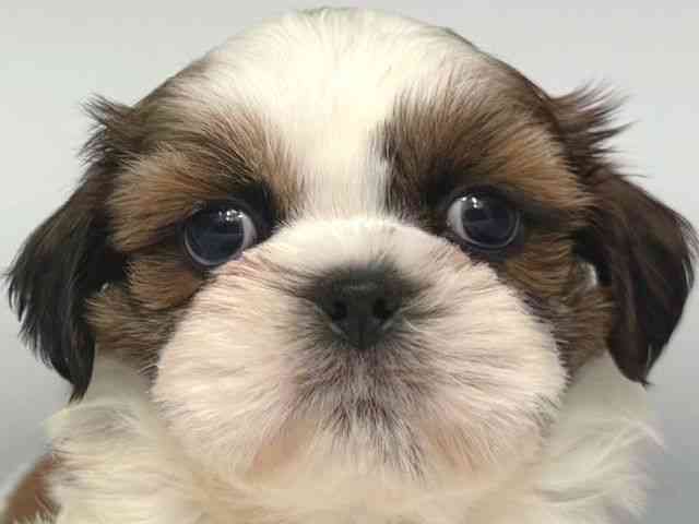 大阪府のシーズー (ひごペットフレンドリー岸和田店/2025年12月21日生まれ/男の子/ゴールドホワイト)の子犬の1枚目の画像