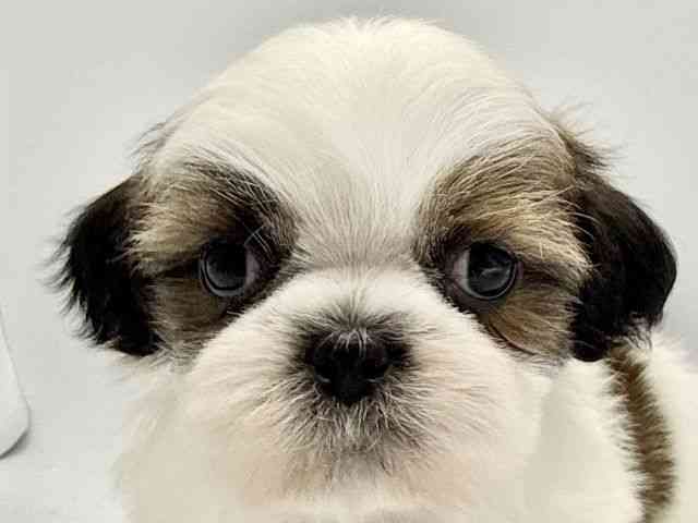 大阪府のシーズー (ひごペットフレンドリーみのおキューズモール店/2025年12月21日生まれ/男の子/ゴールドホワイト)の子犬の1枚目の画像