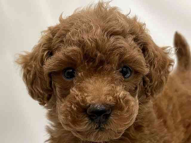 和歌山県のトイプードル(トイ) (ひごペットフレンドリーパームシティ和歌山店/2025年12月21日生まれ/女の子/レッド)の子犬の1枚目の画像