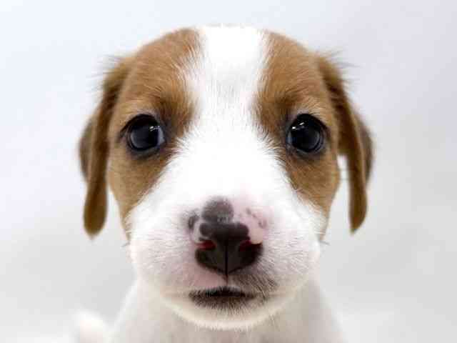 広島県のジャックラッセルテリア (ひごペットフレンドリーゆめタウン廿日市店/2025年12月21日生まれ/男の子/ホワイトタン)の子犬