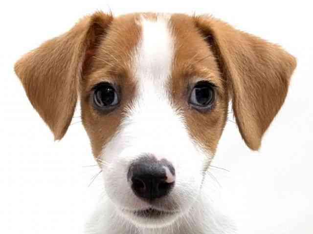 広島県のジャックラッセルテリア (ひごペットフレンドリーゆめタウン廿日市店/2025年12月21日生まれ/男の子/ホワイトタン)の子犬の1枚目の画像