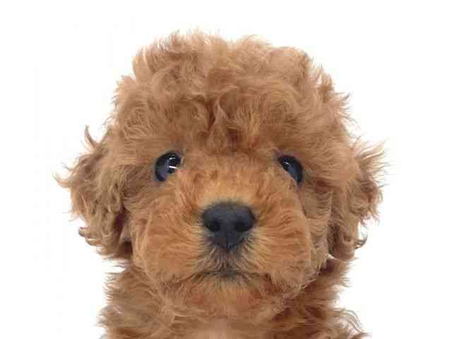 兵庫県のトイプードル(トイ) (ひごペットフレンドリーイオンタウン加古川店/2025年12月20日生まれ/女の子/レッド)の子犬の1枚目の画像