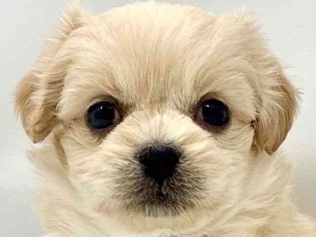 大阪府のペキプー(ペキニーズ×プードル) (ひごペットフレンドリー東淀川店/2025年12月22日生まれ/女の子/クリーム)の子犬