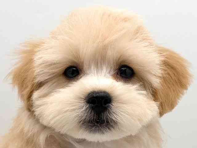 奈良県のペキプー(ペキニーズ×プードル) (ひごペットフレンドリー田原本店/2025年12月22日生まれ/男の子/クリーム)の子犬の1枚目の画像