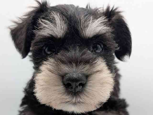 香川県のミニチュアシュナウザー (ひごペットフレンドリーゆめタウン高松店/2025年12月22日生まれ/女の子/ブラックシルバー)の子犬の1枚目の画像