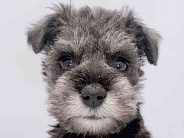 大阪府のミニチュアシュナウザー (ひごペットフレンドリーイズミヤショッピングセンター千里丘店/2025年12月22日生まれ/男の子/ソルトペッパー)の子犬の1枚目の画像