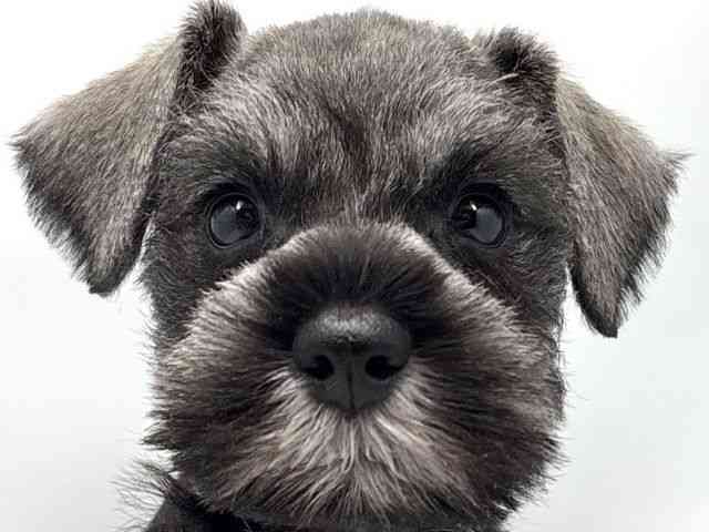 大阪府のミニチュアシュナウザー (ひごペットフレンドリー東淀川店/2025年12月22日生まれ/男の子/ソルトペッパー)の子犬の1枚目の画像