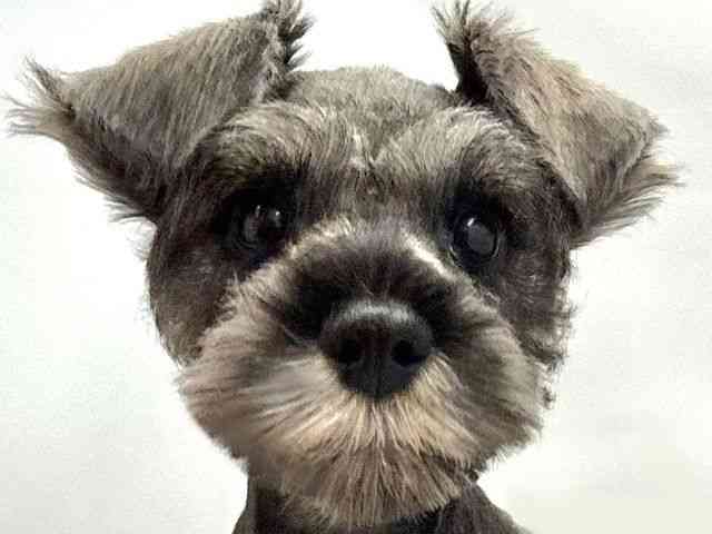 大阪府のミニチュアシュナウザー (ひごペットフレンドリー東淀川店/2025年12月22日生まれ/男の子/ソルトペッパー)の子犬の1枚目の画像