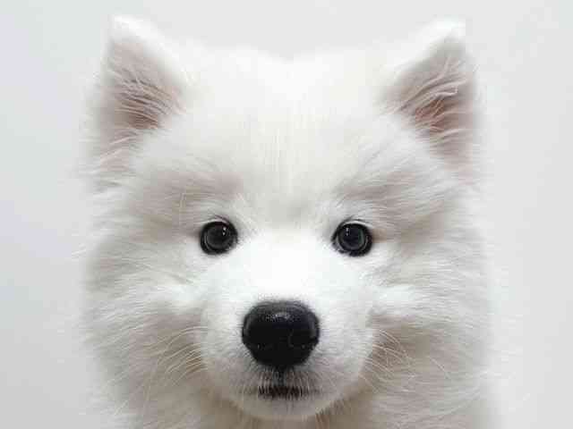 奈良県のサモエド (ひごペットフレンドリー田原本店/2025年12月20日生まれ/男の子/ホワイト)の子犬の1枚目の画像