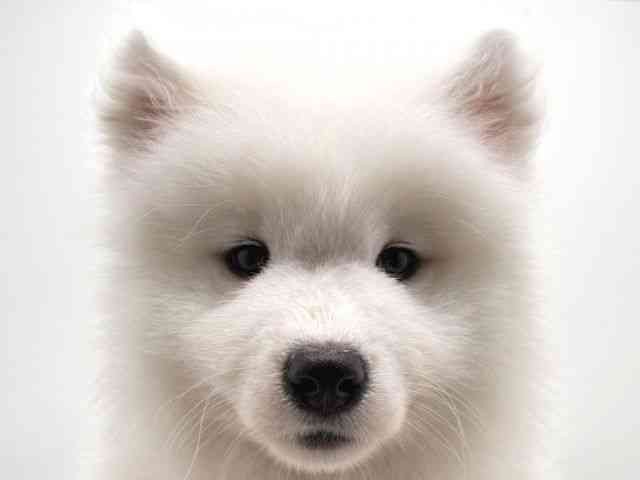 奈良県のサモエド (ひごペットフレンドリー田原本店/2025年12月20日生まれ/男の子/ホワイト)の子犬の1枚目の画像