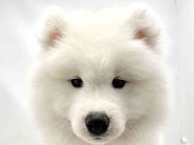 兵庫県のサモエド (ひごペットフレンドリークラウンパーク伊丹店/2025年12月20日生まれ/男の子/ホワイト)の子犬の1枚目の画像