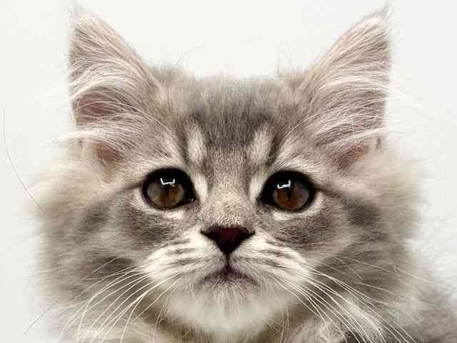 大阪府のマンチカン (ひごペットフレンドリーみのおキューズモール店/2025年12月8日生まれ/男の子/ブルータビーホワイト)の子猫の1枚目の画像