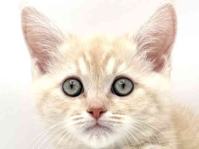 兵庫県のマンチカン (ひごペットフレンドリークラウンパーク伊丹店/2025年12月20日生まれ/男の子/クリームタビーホワイト)の子猫の1枚目の画像