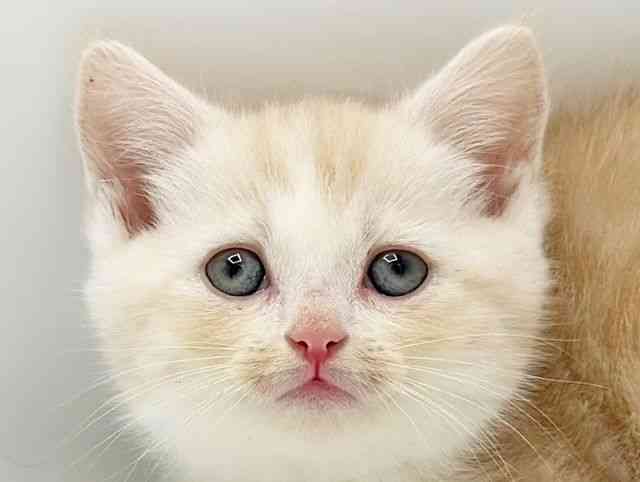 兵庫県のマンチカン (ひごペットフレンドリーコロワ甲子園店/2025年12月20日生まれ/女の子/クリームタビーホワイト)の子猫の1枚目の画像