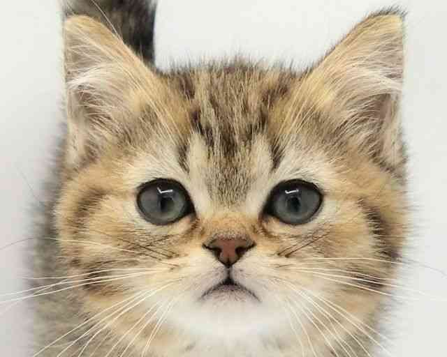 兵庫県のミヌエット (ひごペットフレンドリークラウンパーク伊丹店/2025年12月15日生まれ/男の子/ブラウンタビー)の子猫の1枚目の画像