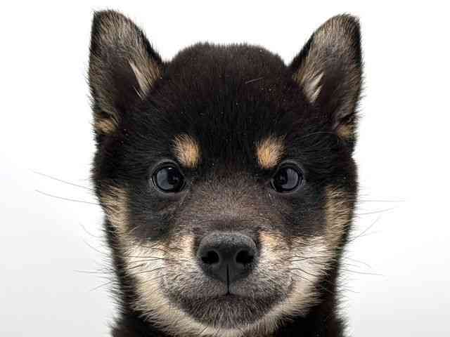 奈良県の柴犬(標準サイズ) (ひごペットフレンドリー田原本店/2025年12月19日生まれ/男の子/黒)の子犬の1枚目の画像