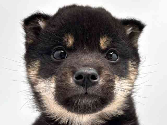 奈良県の柴犬(標準サイズ) (ひごペットフレンドリー田原本店/2025年12月19日生まれ/男の子/黒)の子犬の1枚目の画像