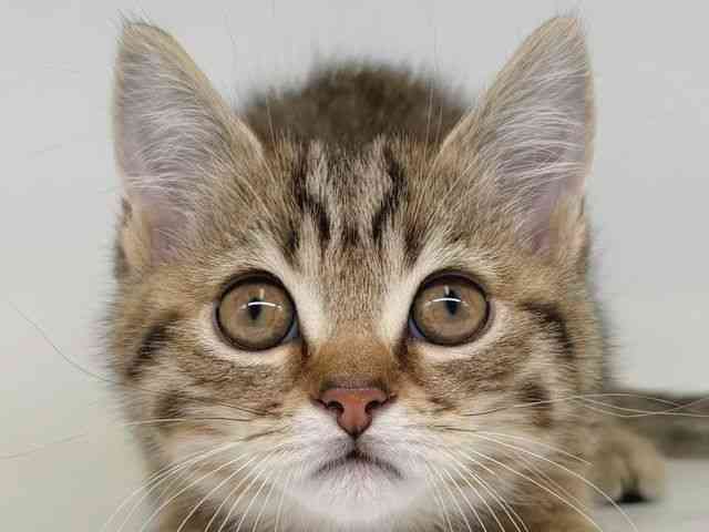 大阪府のマンチカン (ひごペットフレンドリー瓜破店/2025年12月7日生まれ/男の子/ブラウンタビー)の子猫の1枚目の画像