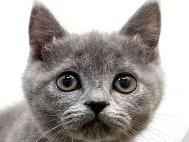 大阪府のマンチカン (ひごペットフレンドリーイオン高槻店/2025年12月8日生まれ/女の子/ブルー)の子猫の1枚目の画像