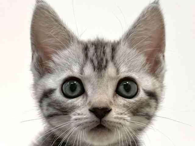 大阪府のアメリカンショートヘアー (ひごペットフレンドリーイオン高槻店/2025年12月20日生まれ/女の子/シルバータビー)の子猫の1枚目の画像