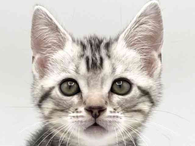 京都府のアメリカンショートヘアー (ひごペットフレンドリーイオンモール高の原店/2025年12月20日生まれ/男の子/シルバータビー)の子猫の1枚目の画像