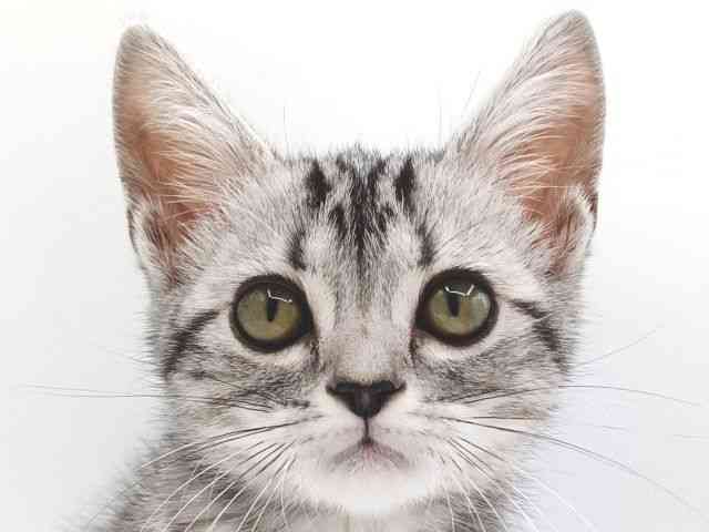 大阪府のアメリカンショートヘアー (ひごペットフレンドリー泉ヶ丘店/2025年12月20日生まれ/女の子/シルバータビー)の子猫の1枚目の画像