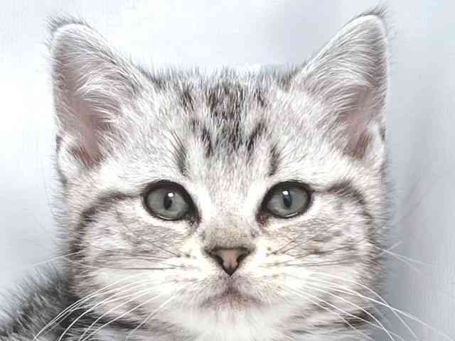 大阪府のアメリカンショートヘアー (ひごペットフレンドリー堺プラットプラット店/2025年12月19日生まれ/女の子/シルバータビー)の子猫