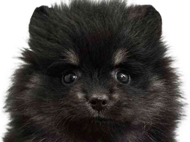 愛媛県のポメラニアン (ひごペットフレンドリーエミフルMASAKI店/2025年12月20日生まれ/女の子/ブラックタン)の子犬の1枚目の画像