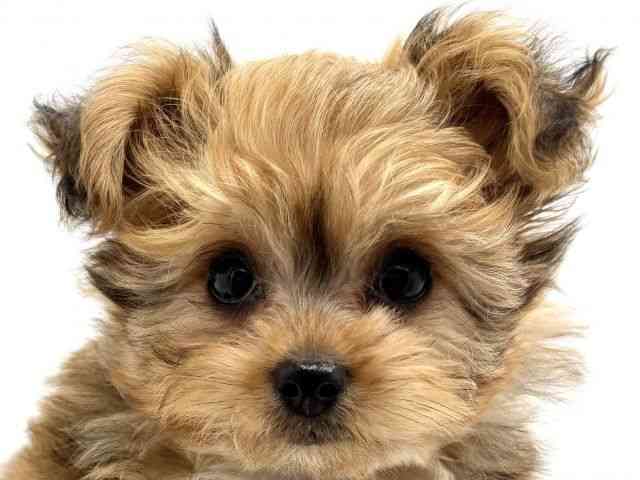 兵庫県のチワプー/プーチー(チワワ×プードル) (ひごペットフレンドリークラウンパーク伊丹店/2025年12月20日生まれ/男の子/レッド)の子犬の1枚目の画像