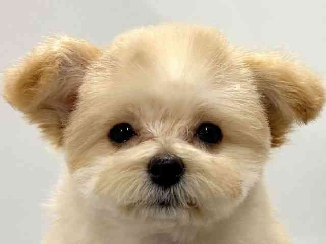 京都府のマルプー(マルチーズ×プードル) (ひごペットフレンドリー京都店/2025年12月21日生まれ/女の子/クリーム)の子犬の1枚目の画像