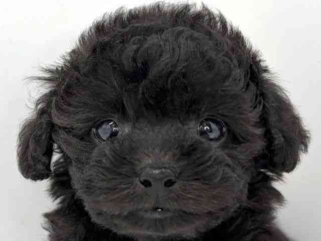 大阪府のトイプードル(トイ) (ひごペットフレンドリーいこらもーる泉佐野店/2025年12月22日生まれ/男の子/ブラック)の子犬