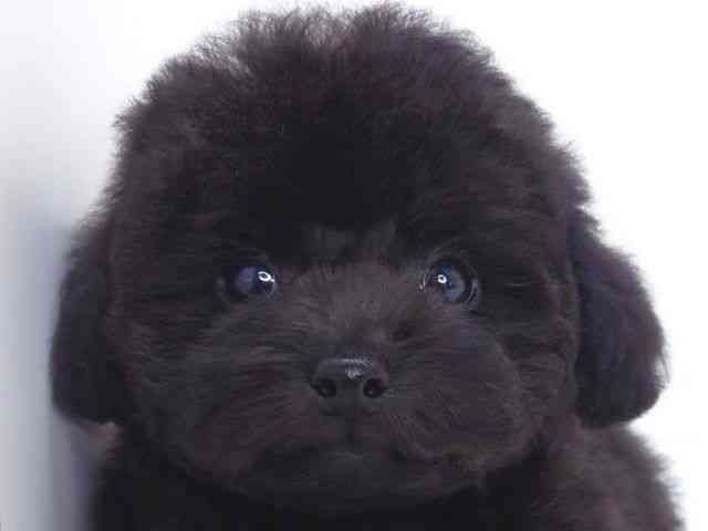 大阪府のトイプードル(トイ) (ひごペットフレンドリーいこらもーる泉佐野店/2025年12月22日生まれ/男の子/ブラック)の子犬の1枚目の画像