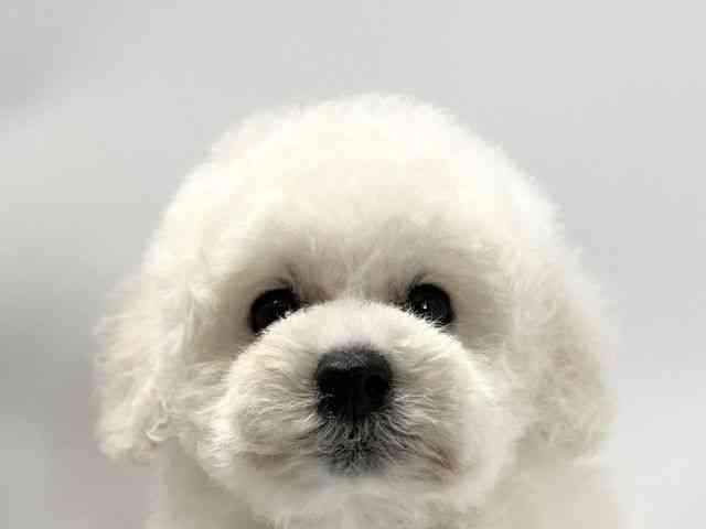 愛媛県のトイプードル(トイ) (ひごペットフレンドリーイオンモール今治新都市店/2025年12月18日生まれ/男の子/ホワイト)の子犬の1枚目の画像