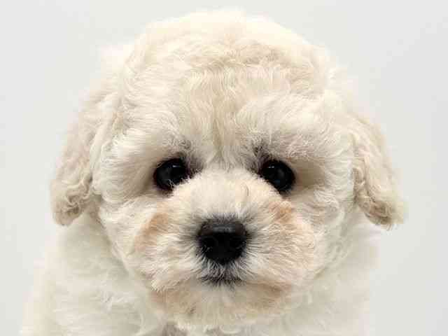 大阪府のトイプードル(トイ) (ひごペットフレンドリーみのおキューズモール店/2025年12月18日生まれ/男の子/ホワイト)の子犬