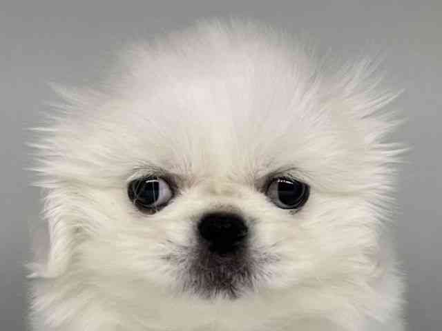 徳島県のペキニーズ (ひごペットフレンドリーゆめタウン徳島店/2025年12月21日生まれ/男の子/クリーム)の子犬の1枚目の画像