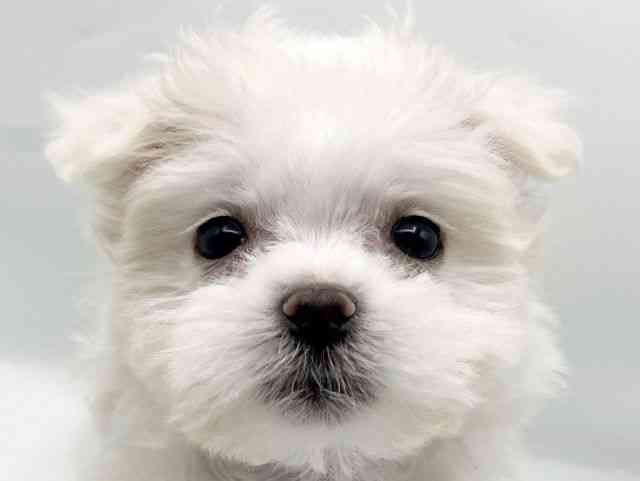 奈良県のポメマル/マルポメ(ポメラニアン×マルチーズ) (ひごペットフレンドリートナリエ大和高田店/2025年12月19日生まれ/女の子/クリーム)の子犬の1枚目の画像