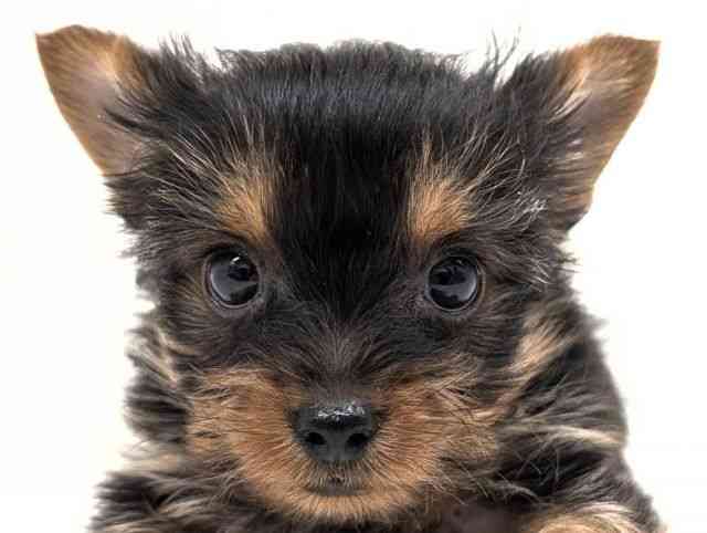 福岡県のヨークシャーテリア (ひごペットフレンドリーリバーウォーク北九州店/2025年12月22日生まれ/女の子/ダークスチールブルータン)の子犬