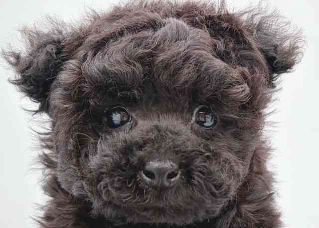 島根県のトイプードル(トイ) (ひごペットフレンドリーイオン松江ショッピングセンター店/2025年12月20日生まれ/男の子/ブラック)の子犬