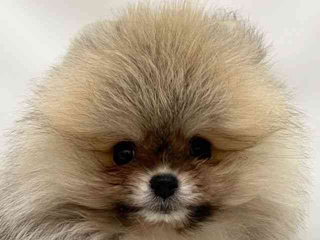 和歌山県のポメラニアン (ひごペットフレンドリーパームシティ和歌山店/2025年12月5日生まれ/男の子/ウルフセーブル)の子犬の1枚目の画像