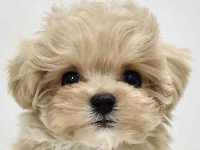 高知県のマルプー(マルチーズ×プードル) (ひごペットフレンドリーイオンモール高知店/2025年12月20日生まれ/男の子/クリーム)の子犬の1枚目の画像