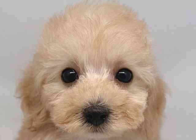 鳥取県のトイプードル(トイ) (ひごペットフレンドリーイオンモール鳥取北店/2025年12月21日生まれ/女の子/クリーム)の子犬