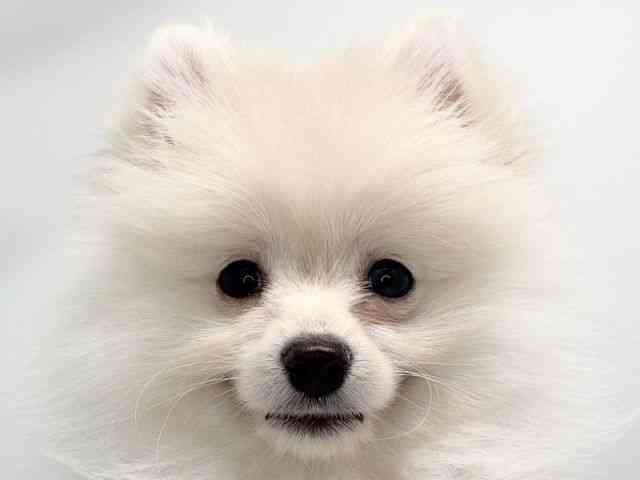 京都府のポメラニアン (ひごペットフレンドリー洛北阪急スクエア店/2025年12月20日生まれ/女の子/クリーム)の子犬の1枚目の画像